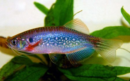 Coldwater Fish 71 Coldwater Fish