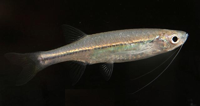 Coldwater Fish