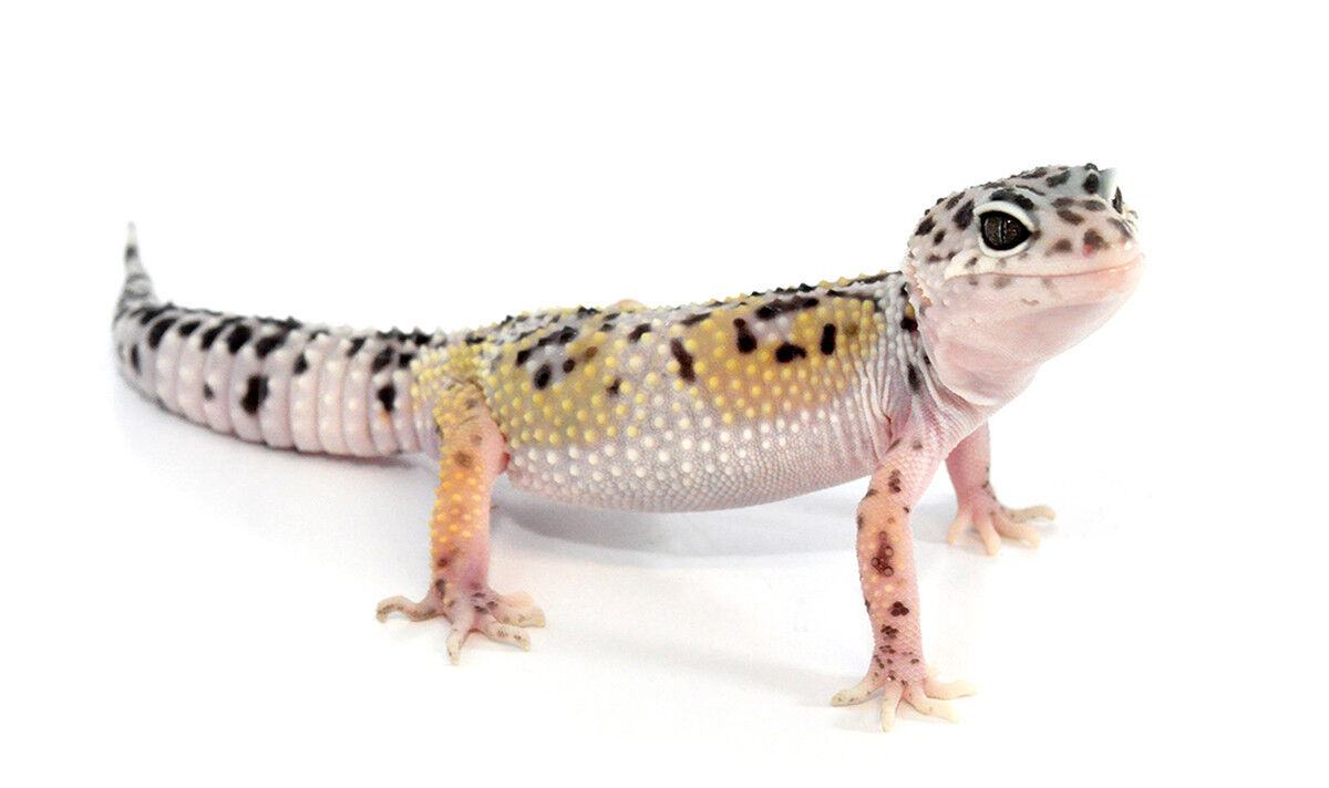Reptile Care