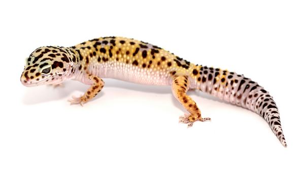 Reptile Care 57 Reptile Care
