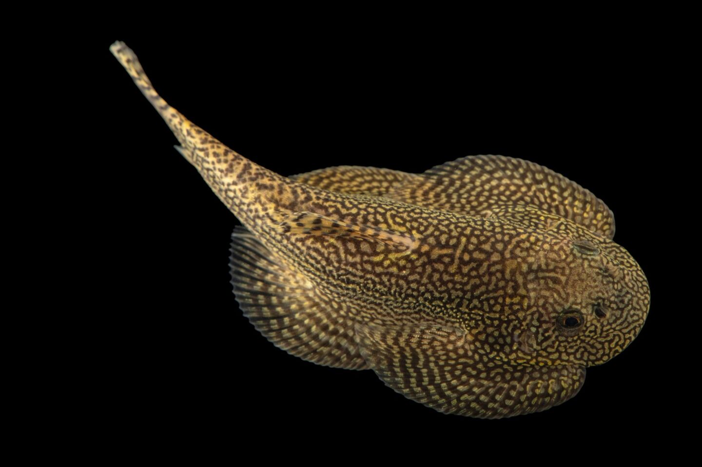 Coldwater Fish 88 Coldwater Fish