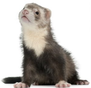 Small Pet 64 Small Pet