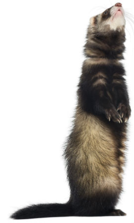 Small Pet