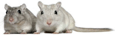 Small Pet 67 Small Pet
