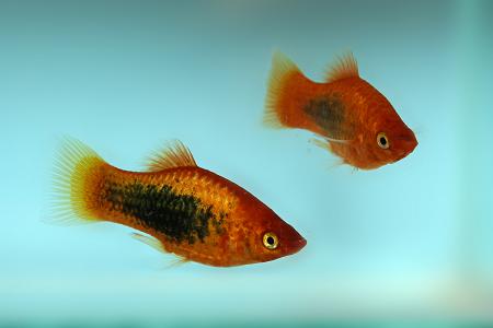 Coldwater Fish 81 Coldwater Fish