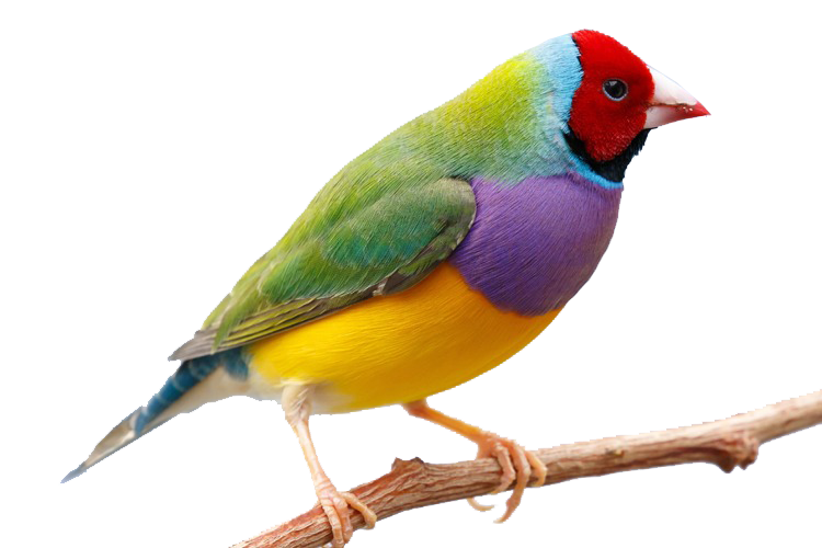 Bird Care 70 Bird Care