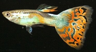 Green Variegated Guppy (Poecilia reticulata) Green Variegated Guppy (Poecilia reticulata)