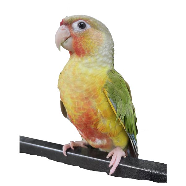 Bird Care 54 Bird Care