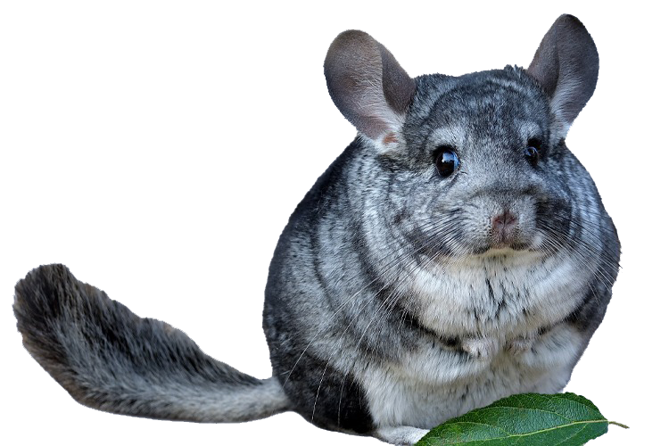 Small Pet