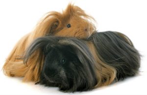 Small Pet 56 Small Pet