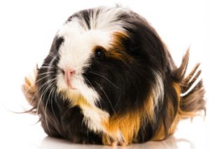 Small Pet 57 Small Pet