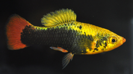 Coldwater Fish