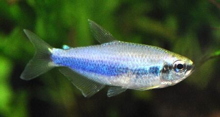 Royal Tetra (Inpaichthys kerri) Royal Tetra (Inpaichthys kerri)