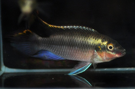 Rainbow Kribensis (Pelvicachromis pulcher) Rainbow Kribensis (Pelvicachromis pulcher)