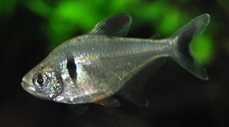 Black Phantom Tetra (Megalamphodus megalopterus) Black Phantom Tetra (Megalamphodus megalopterus)