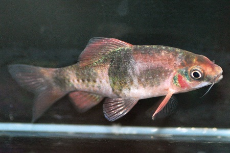 Melon Barb (Haludaria fasciata)