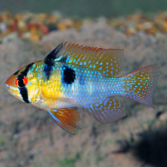 The Ram Cichlid (Mikrogeophagus ramirezi) The Ram Cichlid (Mikrogeophagus ramirezi)