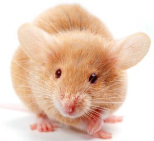 Small Pet 70 Small Pet