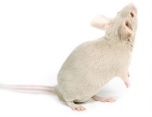 Small Pet