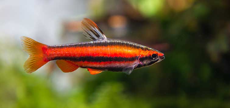 Coral Red Pencilfish (Nannostomus mortenthaleri)