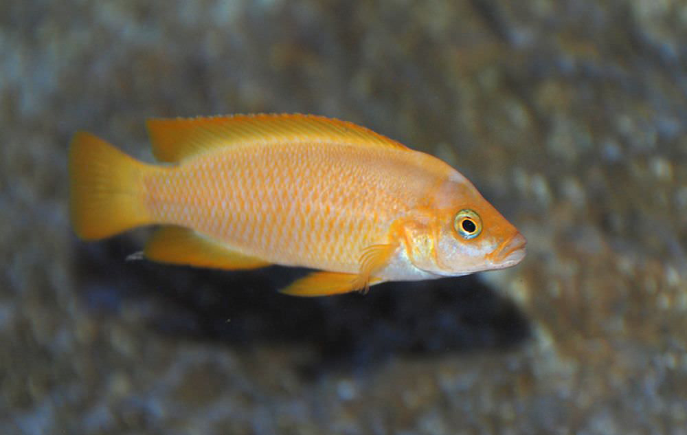 Lake Tanganyika Shell Dweller (Neolamprologus mustax)