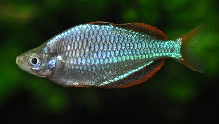 Neon Dwarf Rainbow (Melanotaenia praecox) Neon Dwarf Rainbow (Melanotaenia praecox)