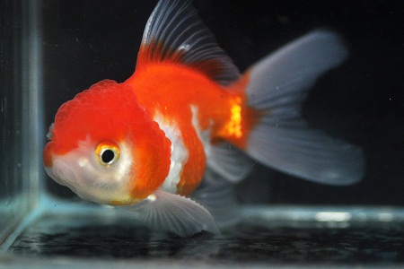 Coldwater Fish 67 Oranda Hi Head Red & White