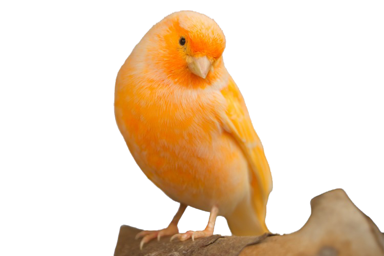 Bird Care