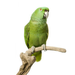 Bird Care