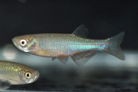 Coldwater Fish