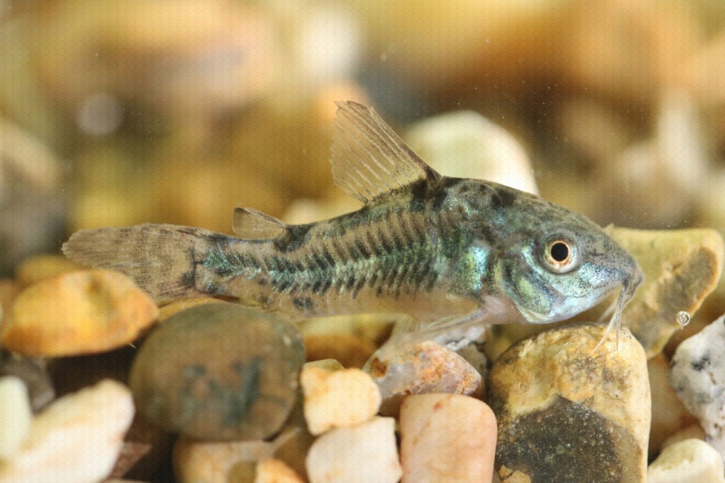 Coldwater Fish 85 Coldwater Fish