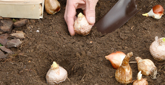 Planting Advice 15 Planting Advice