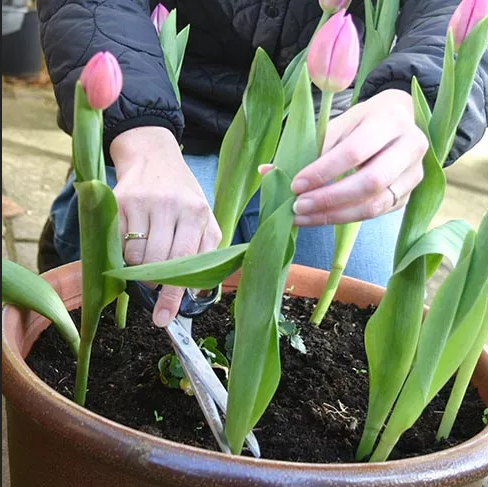 Planting Advice