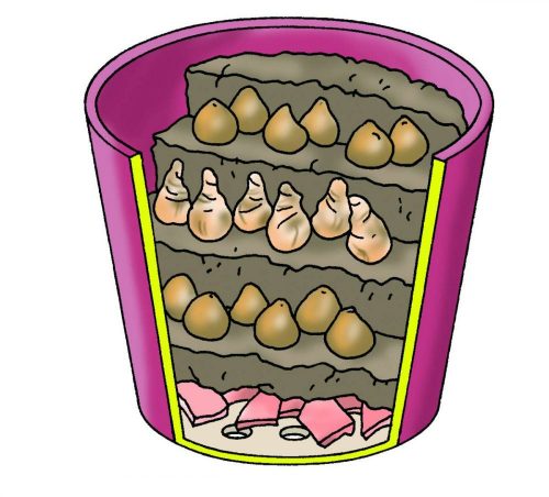 Planting Advice 17 Planting Advice