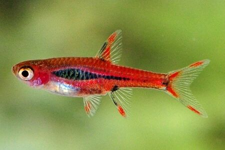 Chilli Rasbora (Rasbora Brigittae) Chilli Rasbora (Rasbora Brigittae)
