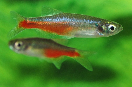 Coldwater Fish 69 Coldwater Fish