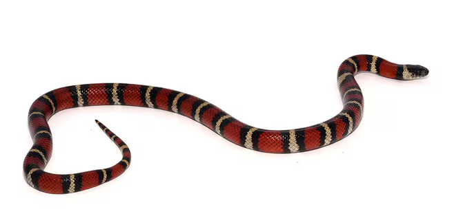 Reptile Care
