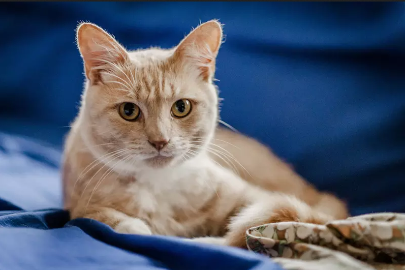 Cat Care 11 Cat Care