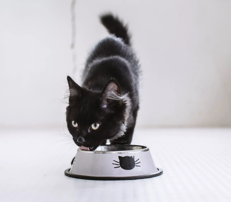 Cat Care
