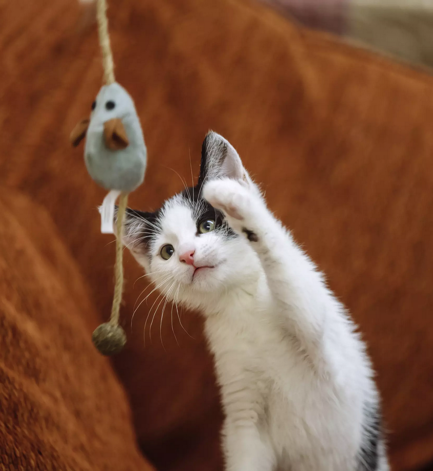 Cat Care 13 Cat Care