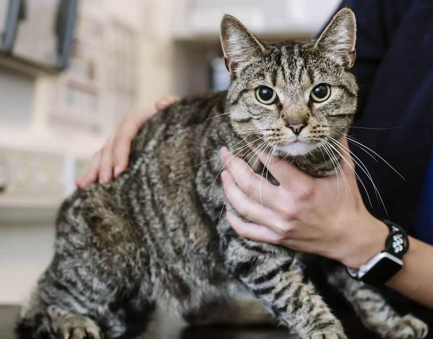 Cat Care 14 Cat Care