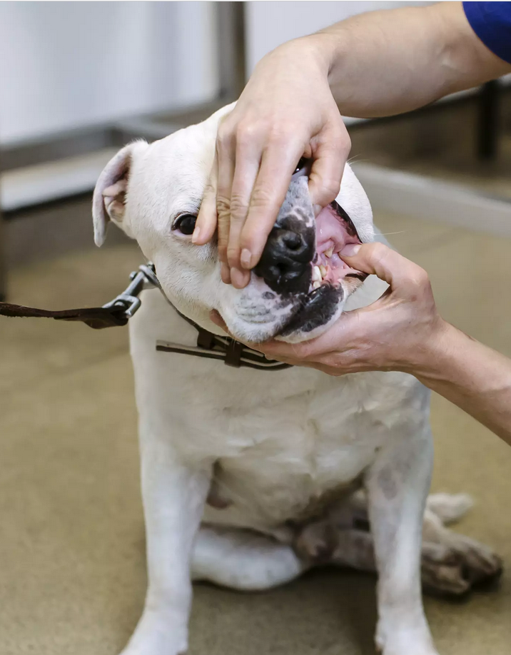 Dog Care 9 Dog Care