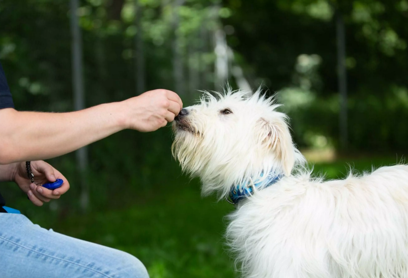 Dog Care 10 Dog Care