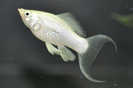 Silver Lyretail Molly (Poecilia Sphenops) Silver Lyretail Molly (Poecilia Sphenops)