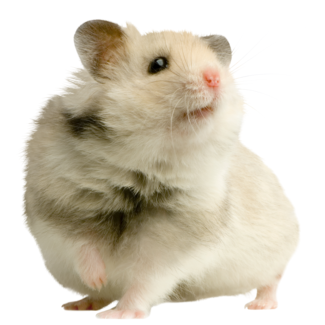 Small Pet 63 Small Pet