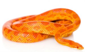 Reptile Care 60 Reptile Care