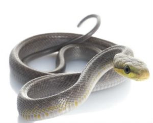 Reptile Care
