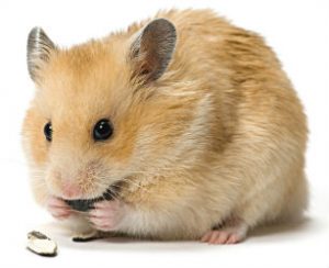 Small Pet 61 Small Pet