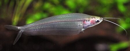Striped Glass Catfish (Kryptopterus macrocephalus)