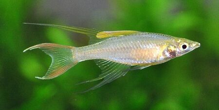 Threadfin Rainbowfish (Iriatherina werneri)